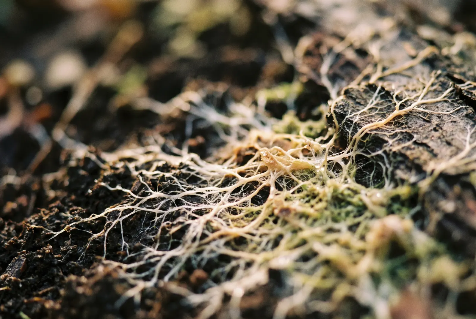 Fine white mycelium threads spreading across dark soil